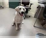 Small Labrador Retriever