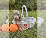 Small #2 Dachshund