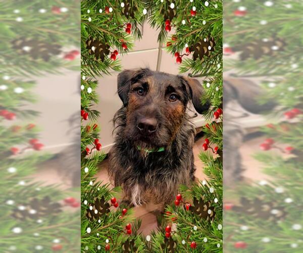 Medium Photo #1 Lab'Aire Puppy For Sale in Center Township, PA, USA