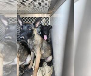 Mutt Dogs for adoption in Bakersfield, CA, USA