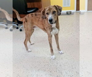 Catahoula Leopard Dog Dogs for adoption in York, SC, USA