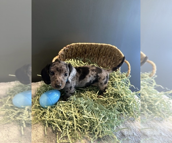 Medium Photo #4 Dachshund Puppy For Sale in AYLETT, VA, USA