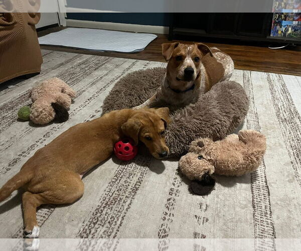 Medium Photo #7 Beagle-Unknown Mix Puppy For Sale in Wakefield, RI, USA