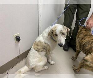 Anatolian Shepherd-Unknown Mix Dogs for adoption in McKinleyville, CA, USA