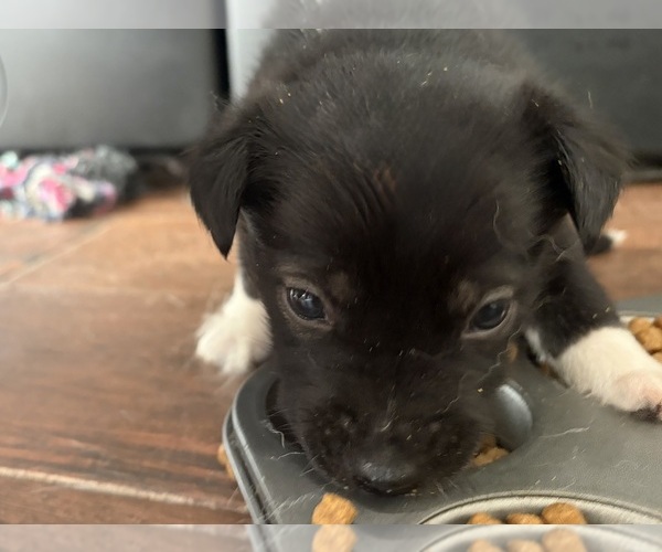 Medium Photo #9 Aussie Siberian Puppy For Sale in LADY LAKE, FL, USA