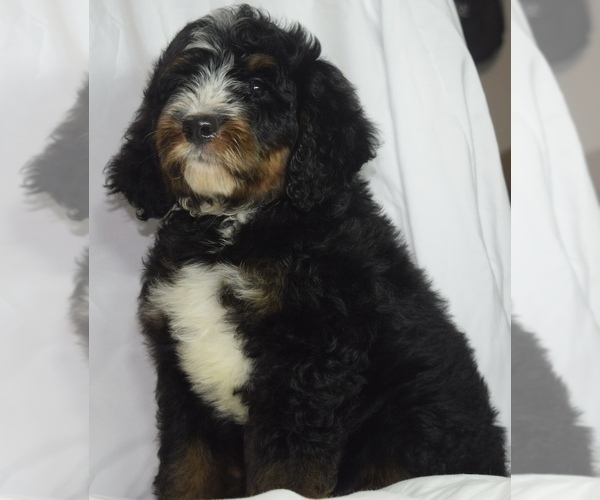 Medium Photo #13 Bernedoodle Puppy For Sale in OMAHA, NE, USA