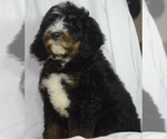 Small #12 Bernedoodle