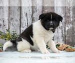 Small #2 Akita
