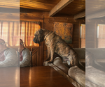 Small Photo #1 Presa Canario Puppy For Sale in ANSON, ME, USA
