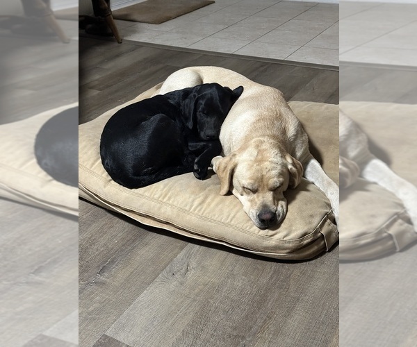 View Ad Labrador Retriever Puppy for Sale near Oklahoma, HASKELL, USA