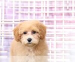 Small Photo #3 Poodle (Miniature) Puppy For Sale in BEL AIR, MD, USA