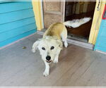 Small #1 Mutt