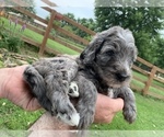 Small Photo #1 Miniature Bernedoodle Puppy For Sale in HOLT, MO, USA