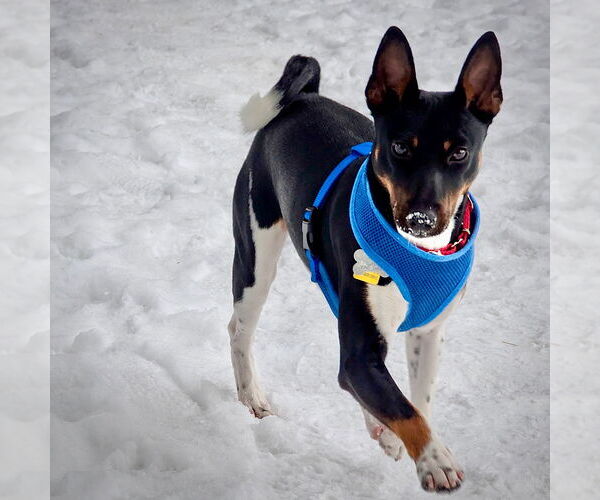 Medium Photo #2 Rat Terrier Puppy For Sale in Atlanta, GA, USA