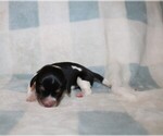Small #3 Dachshund