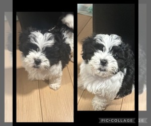 Shih Tzu Puppy for sale in CHICAGO, IL, USA