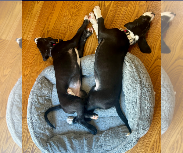 Medium Photo #6 Mutt Puppy For Sale in Holly Springs, NC, USA