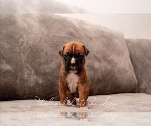 Boxer Puppy for sale in BUFFALO, NY, USA