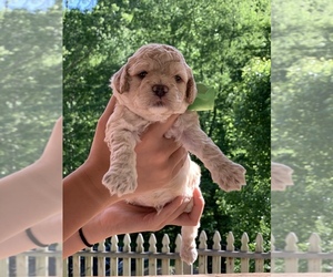 Cock-A-Poo-Poodle (Toy) Mix Puppy for sale in PINEVILLE, KY, USA