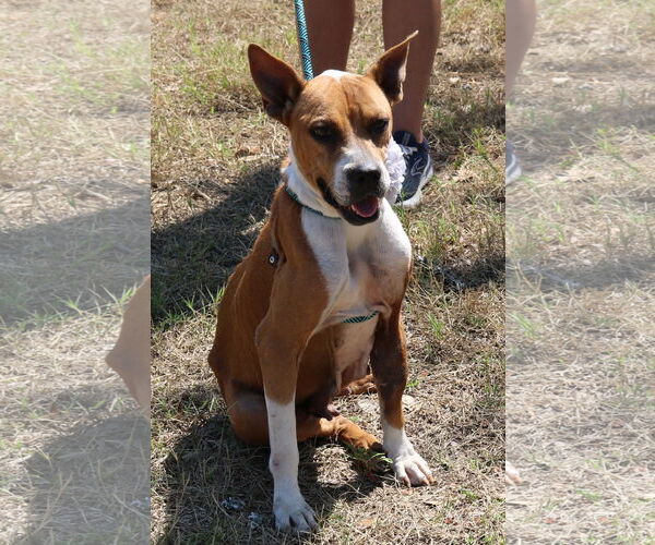 Medium Photo #1 Boxer-Unknown Mix Puppy For Sale in Bandera, TX, USA