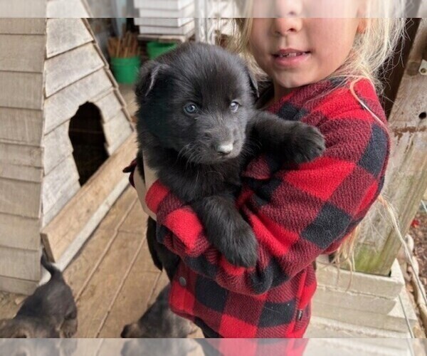 Medium Photo #1 German Shepherd Dog Puppy For Sale in MITCHELL, IN, USA