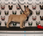 Small Photo #67 French Bulldog Puppy For Sale in TACOMA, WA, USA