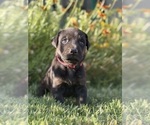 Puppy Rose Cane Corso-Doberman Pinscher Mix