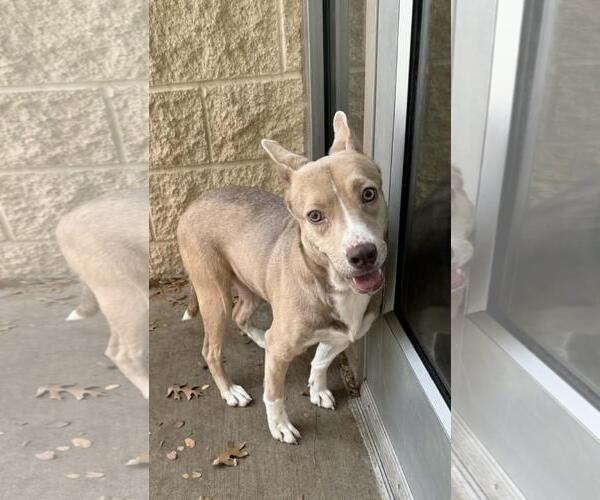 Medium Photo #5 Siberian Husky-Unknown Mix Puppy For Sale in McKinney, TX, USA