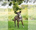 Small #35 Labrador Retriever Mix