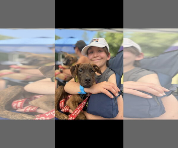 Medium Photo #5 Labrador Retriever-Unknown Mix Puppy For Sale in NYC, NY, USA