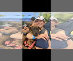 Small #4 Labrador Retriever Mix