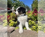 Image preview for Ad Listing. Nickname: Andy