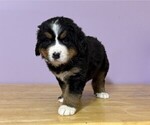 Small #1 Bernese Mountain Dog