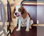 Small #2 Cavalier King Charles Spaniel