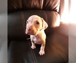 Small #23 American Pit Bull Terrier-American Staffordshire Terrier Mix