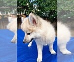 Small Photo #72 Pomsky Puppy For Sale in LOVELAND, CO, USA
