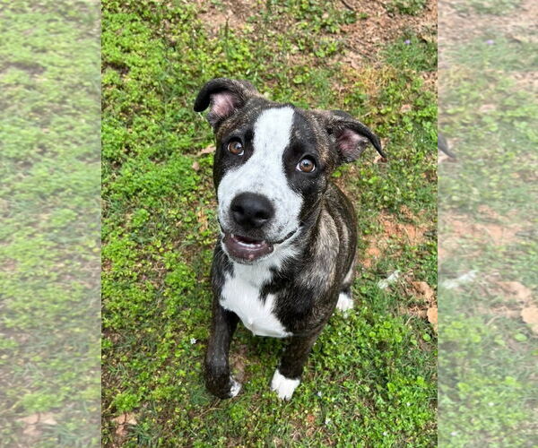 Medium Photo #12 American Staffordshire Terrier-German Shepherd Dog Mix Puppy For Sale in McDonough, GA, USA