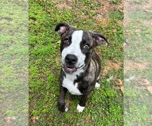 Bella - Female American Staffordshire Terrier-German Shepherd Dog Mix Dog for Adoption - Photo #12