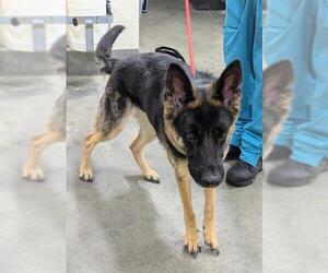 German Shepherd Dog-Unknown Mix Dogs for adoption in Forestville, MD, USA