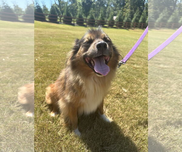 Medium Photo #3 Mutt Puppy For Sale in Greenville, SC, USA