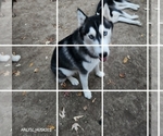 Puppy Cookie Siberian Husky