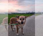 Small Shiba Inu Mix
