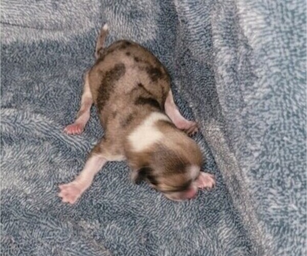 Medium Photo #2 Chihuahua Puppy For Sale in ATTALLA, AL, USA