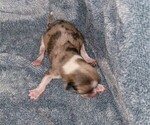 Small #1 Chihuahua