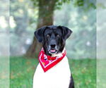 Small #8 Border Collie Mix