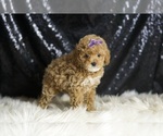 Small #1 Poodle (Toy)