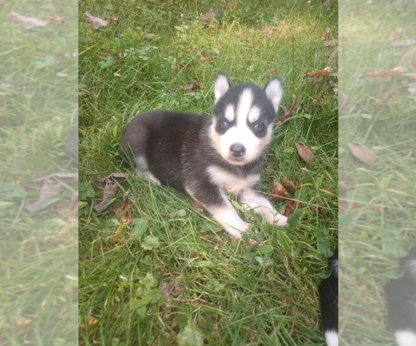 Medium Photo #3 Siberian Husky Puppy For Sale in WORTHINGTON, PA, USA