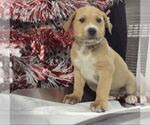 Small #2 Labrador Retriever Mix