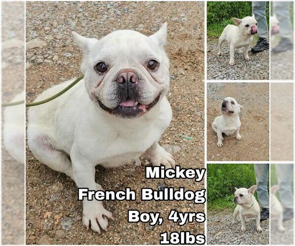 Medium Photo #1 French Bulldog Puppy For Sale in Seattle, WA, USA