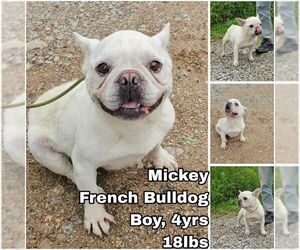 French Bulldog Dogs for adoption in Seattle, WA, USA